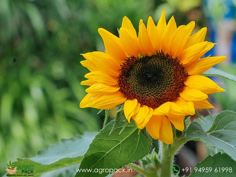 Helianthus-annuus-Sunflower3