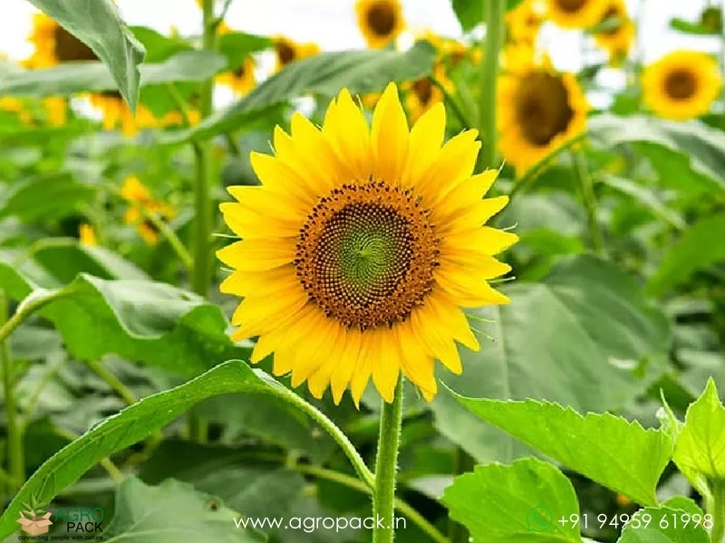 Helianthus-annuus-Sunflower4