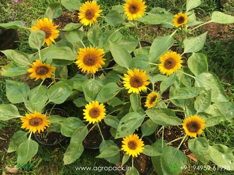 Helianthus-annuus-Sunflower5