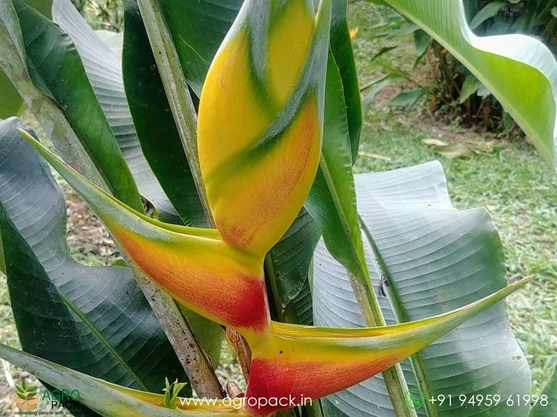 Heliconia-Aurea-Chalko1
