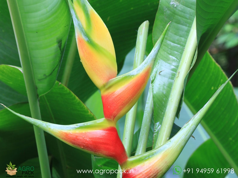 Heliconia-Aurea-Chalko2
