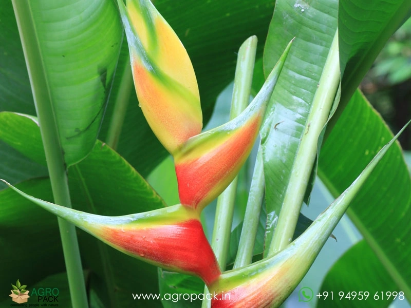 Heliconia-Aurea-Chalko2