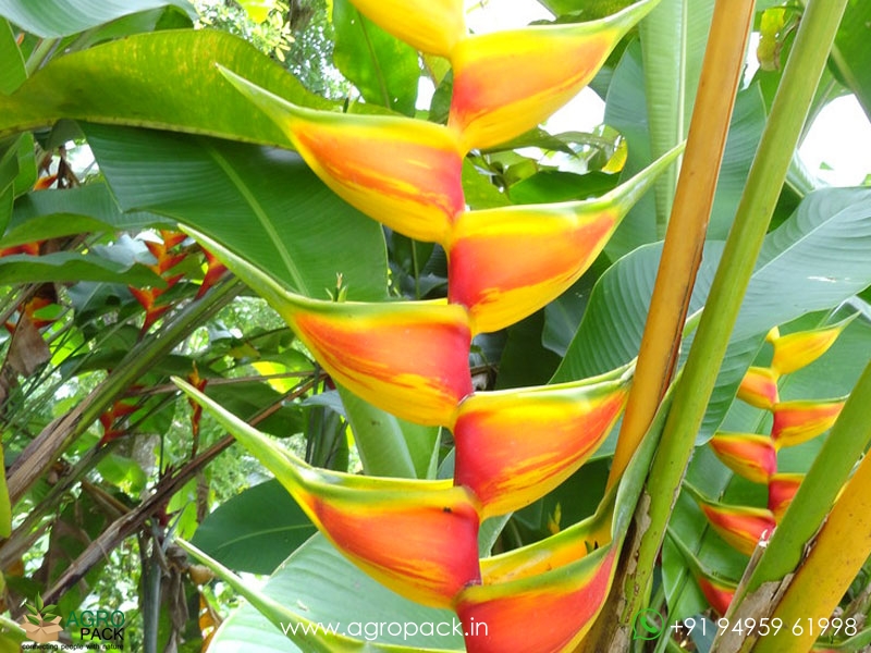 Heliconia-Aurea-Chalko3