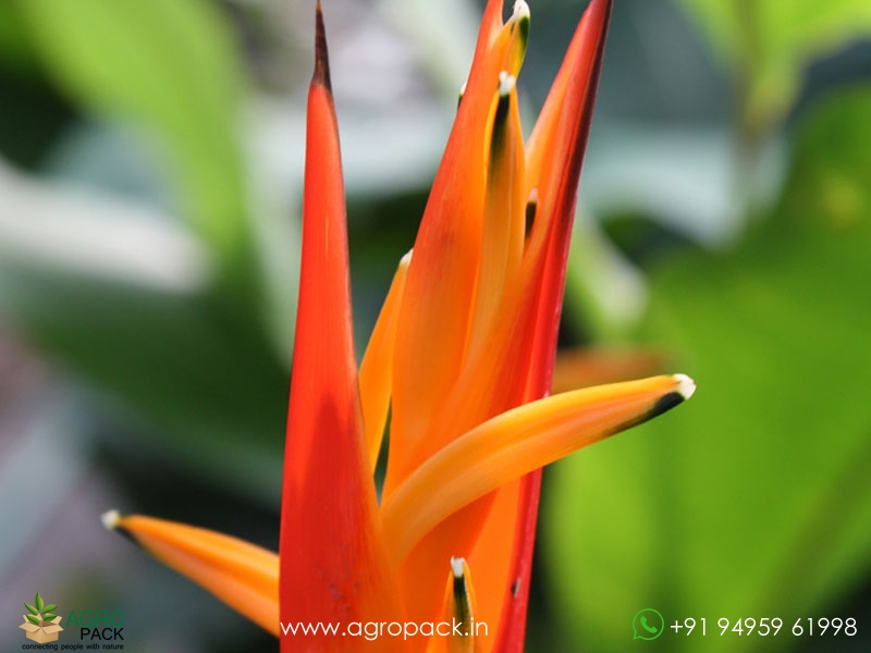 Heliconia-Fireflash1