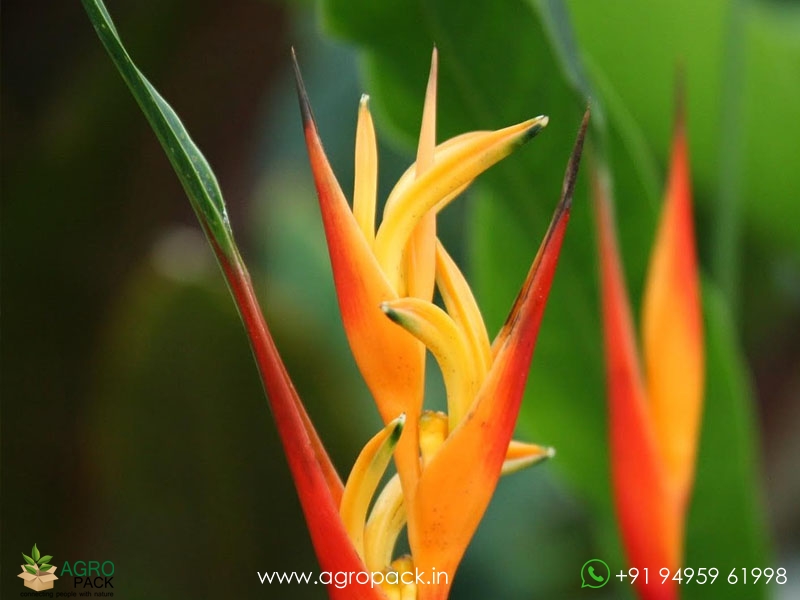 Heliconia-Fireflash2