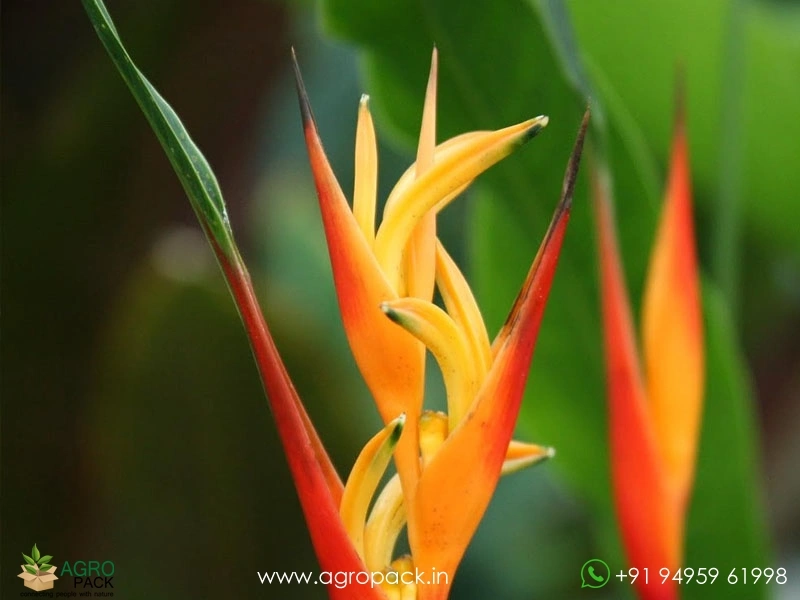 Heliconia-Fireflash2