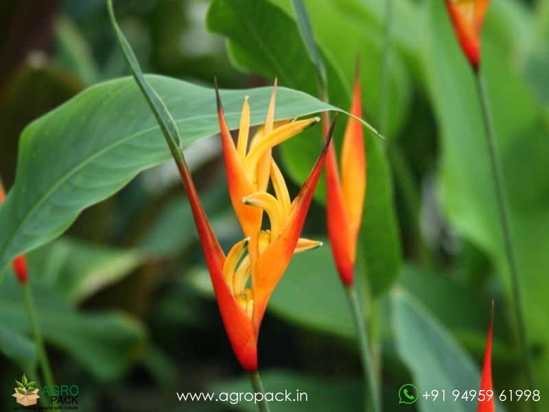 Heliconia-Fireflash3