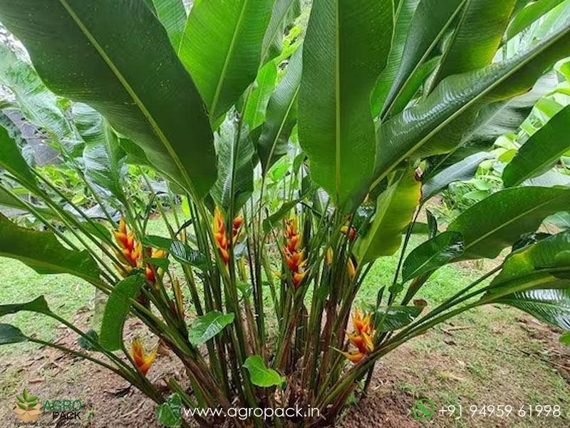 Heliconia-Heart-of-Gold1