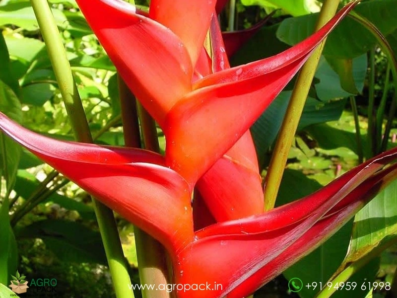Heliconia-Iris-Red2