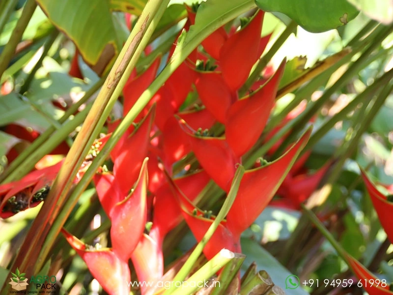 Heliconia-Iris-Red3