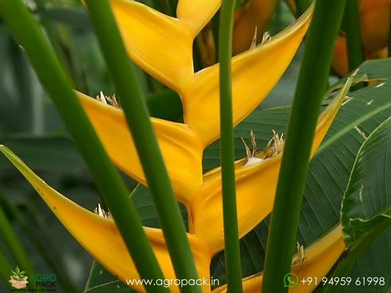 Heliconia-Island-Yellow3