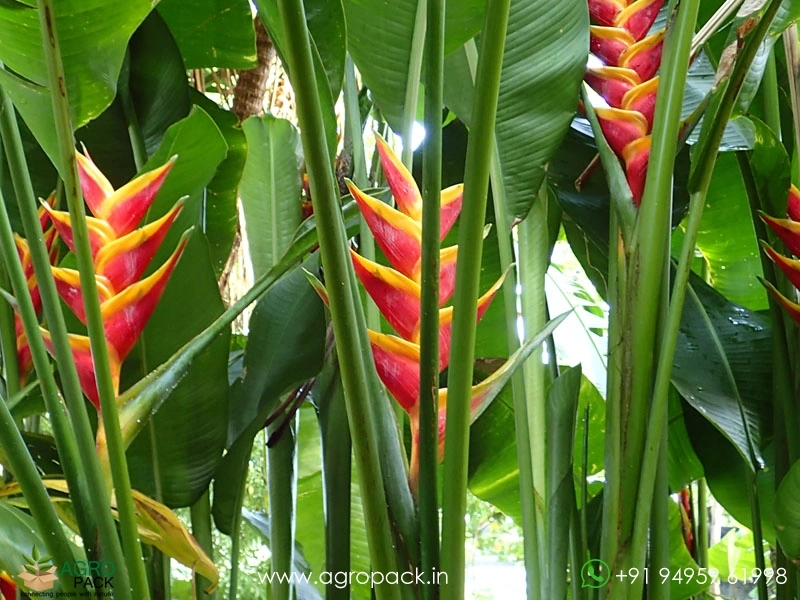 Heliconia-Jacquinii3
