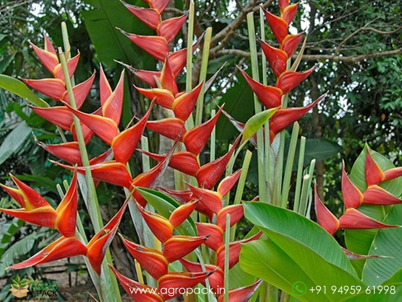 Heliconia-Kawauchi1