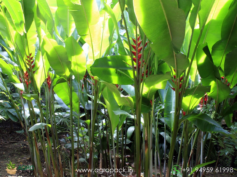 Heliconia-Kawauchi2