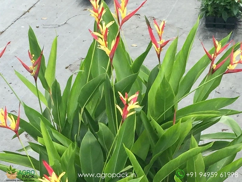 Heliconia-Lady-Di1