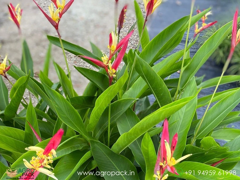Heliconia-Lady-Di2