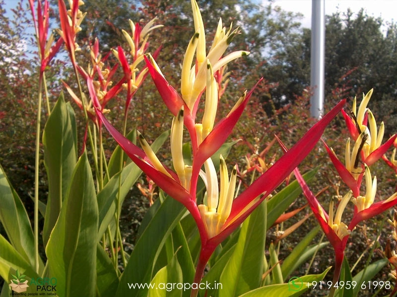 Heliconia-Lady-Di3