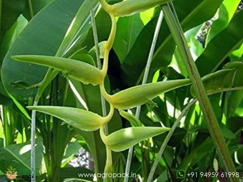 Heliconia-Meeana1