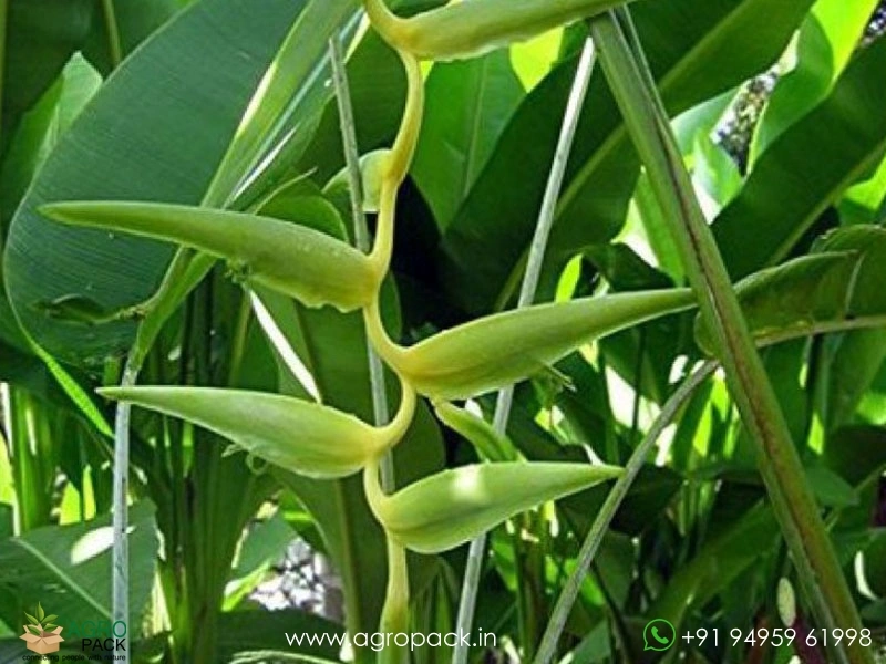 Heliconia-Meeana1