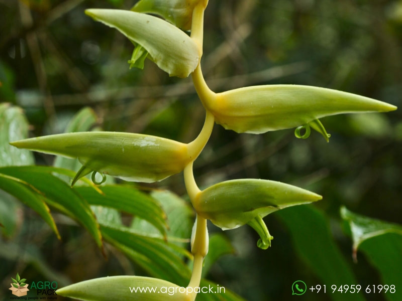Heliconia-Meeana2
