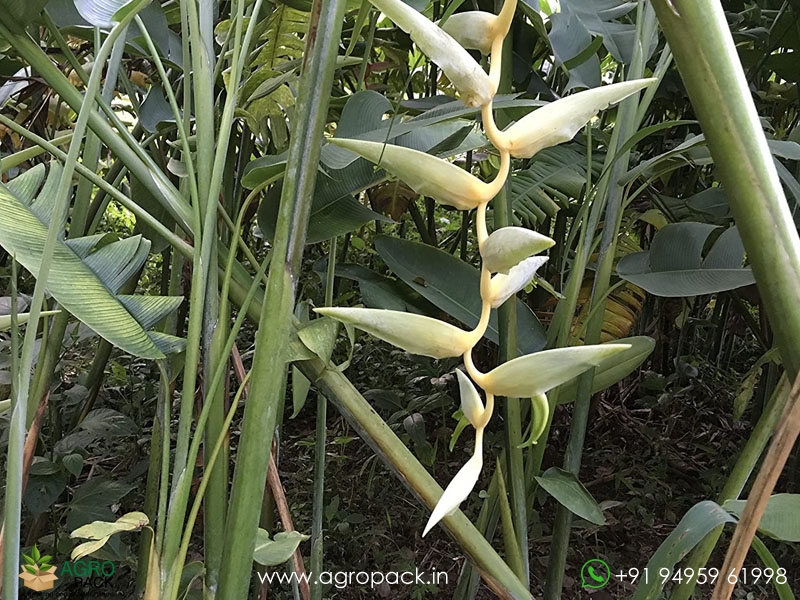 Heliconia-Meeana3
