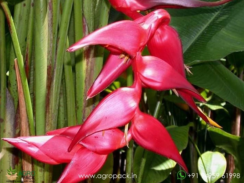 Heliconia-Pedro-Ortiz1
