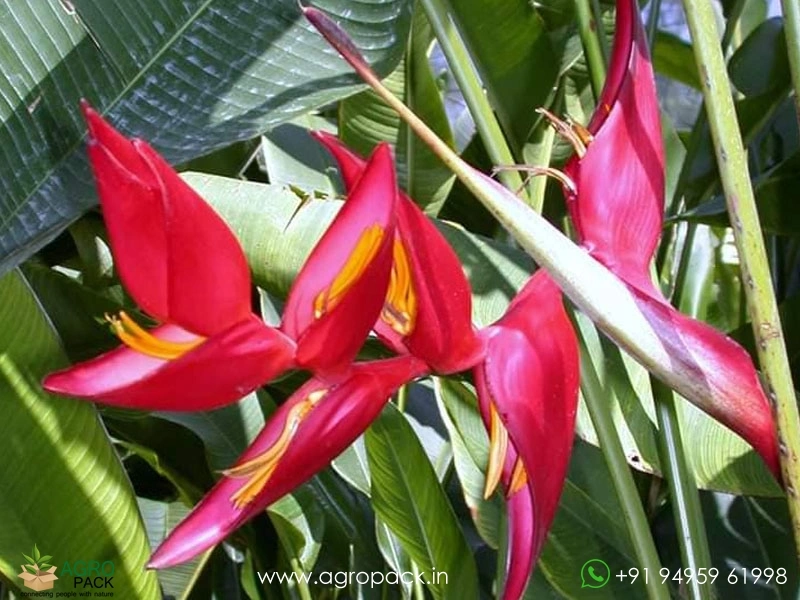 Heliconia-Pedro-Ortiz2