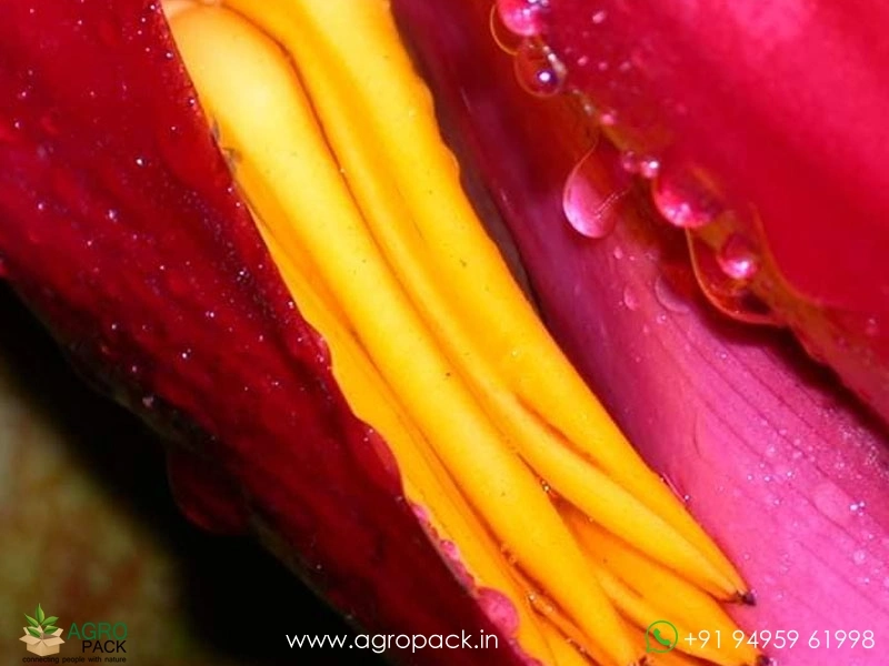 Heliconia-Pedro-Ortiz3