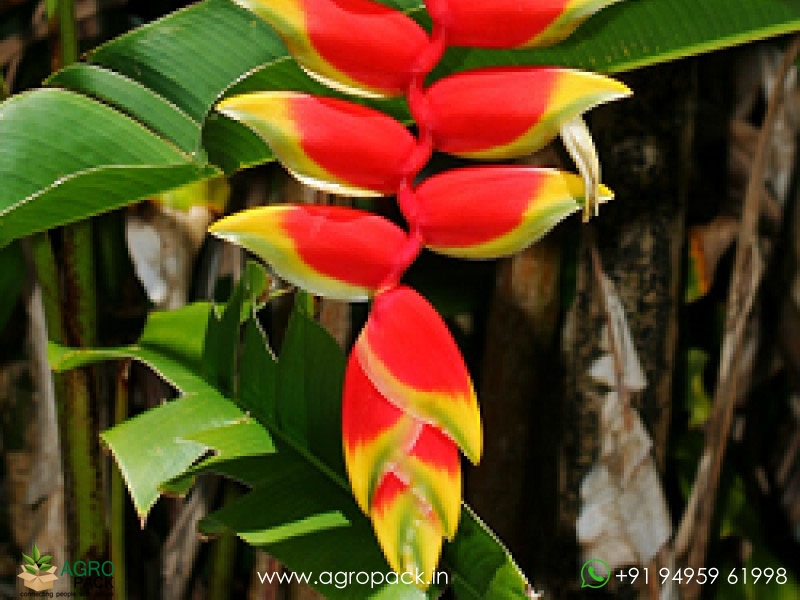 Heliconia-Rostrata2