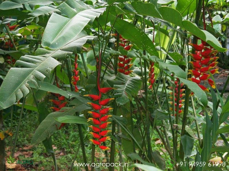 Heliconia-Rostrata3