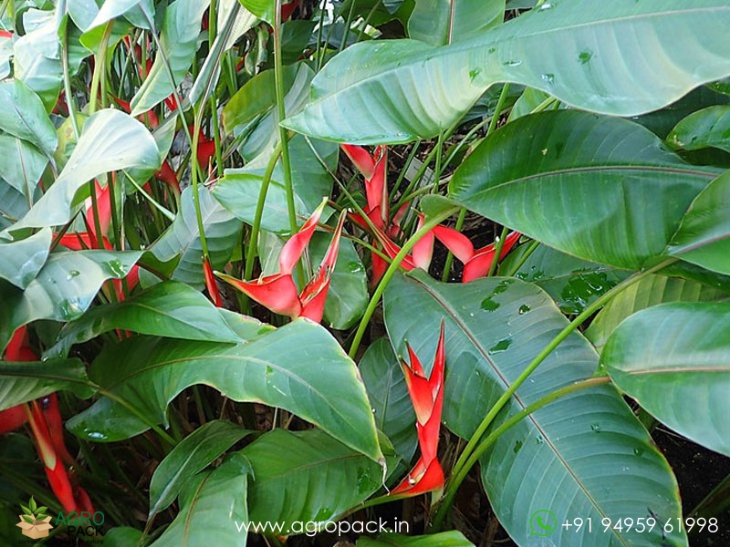 Heliconia-Stricta-Dwarf-Jamaican1