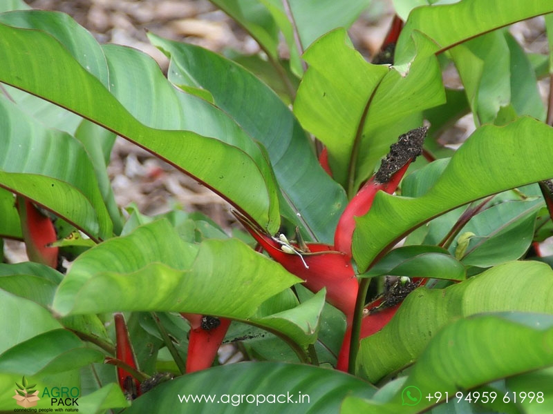 Heliconia-Stricta-Dwarf-Jamaican2