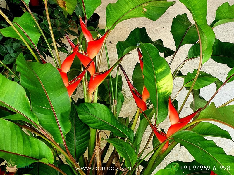 Heliconia-Stricta-Dwarf-Jamaican3