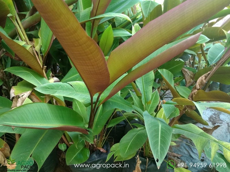 Heliconia-metallica3