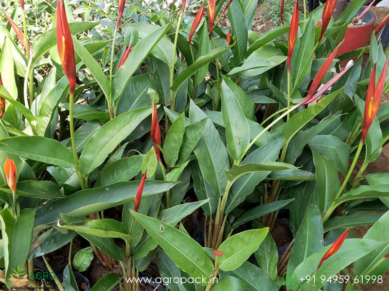 Heliconia-psittacorum1