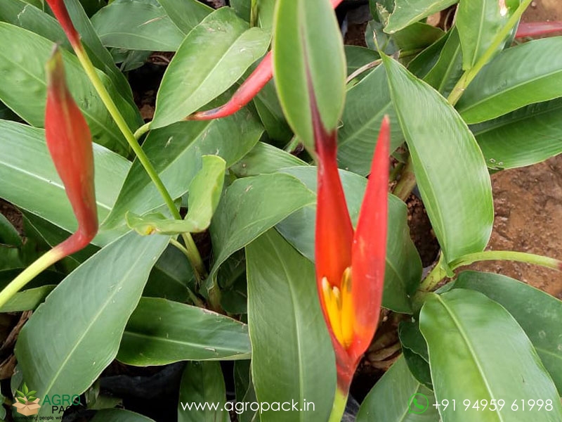 Heliconia-psittacorum2