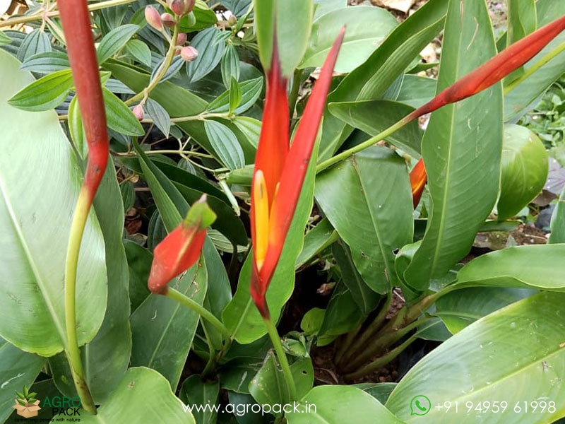 Heliconia-psittacorum3