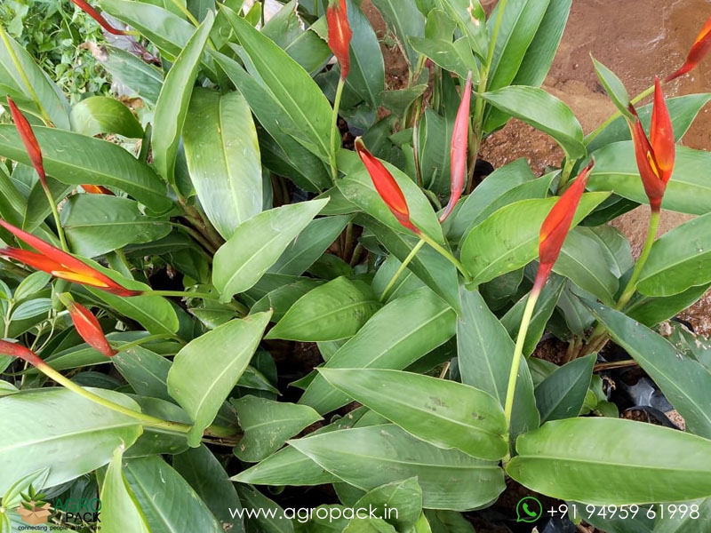 Heliconia-psittacorum4