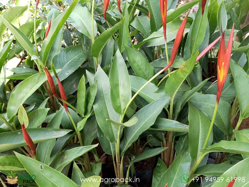 Heliconia-psittacorum5