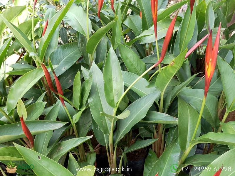 Heliconia-psittacorum5