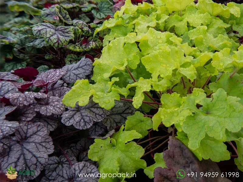 Heuchera-Coral-Bells4