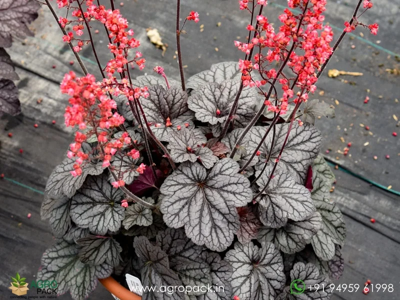 Heuchera-Coral-Bells5