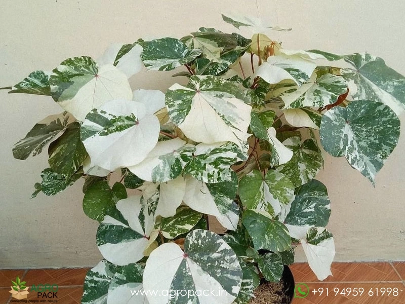 Hibiscus Tiliaceus Tricolor Variegated Plant For Sale In India | Online  plant nursery