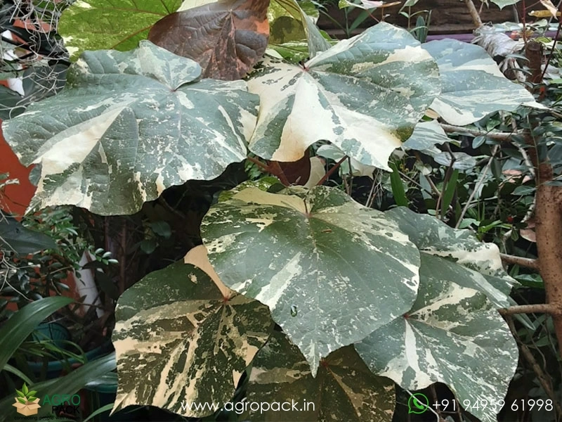 Hibiscus-Tiliaceus-Tricolor-Variegated2