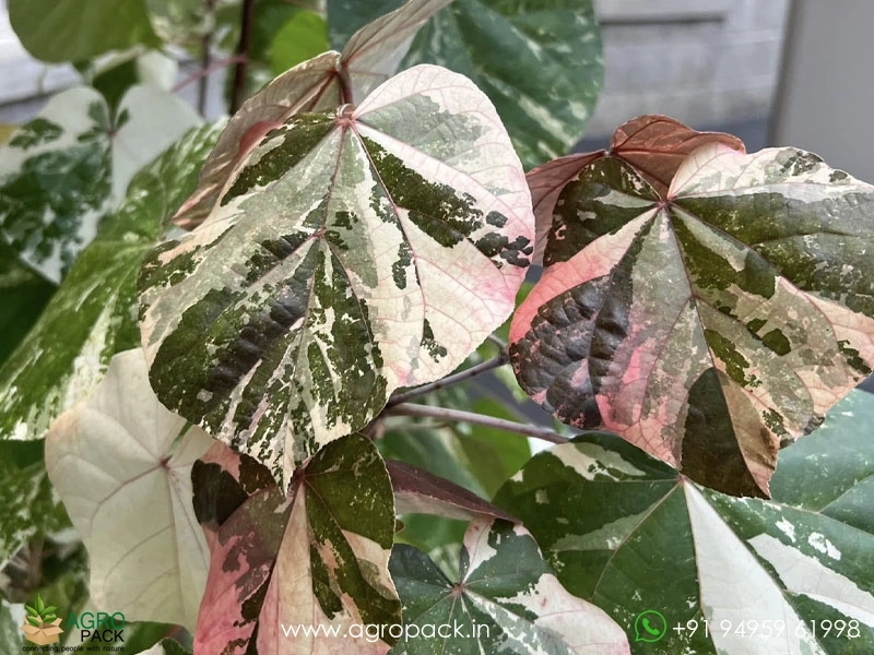 Hibiscus-Tiliaceus-Tricolor-Variegated3
