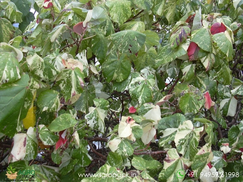 Hibiscus-Tiliaceus-Tricolor-Variegated4