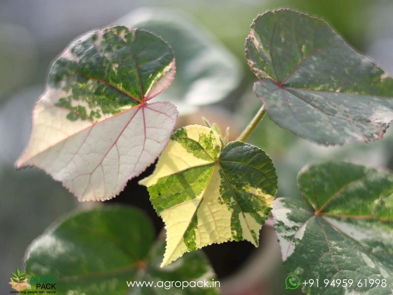 Hibiscus-Tiliaceus-Tricolor-Variegated5