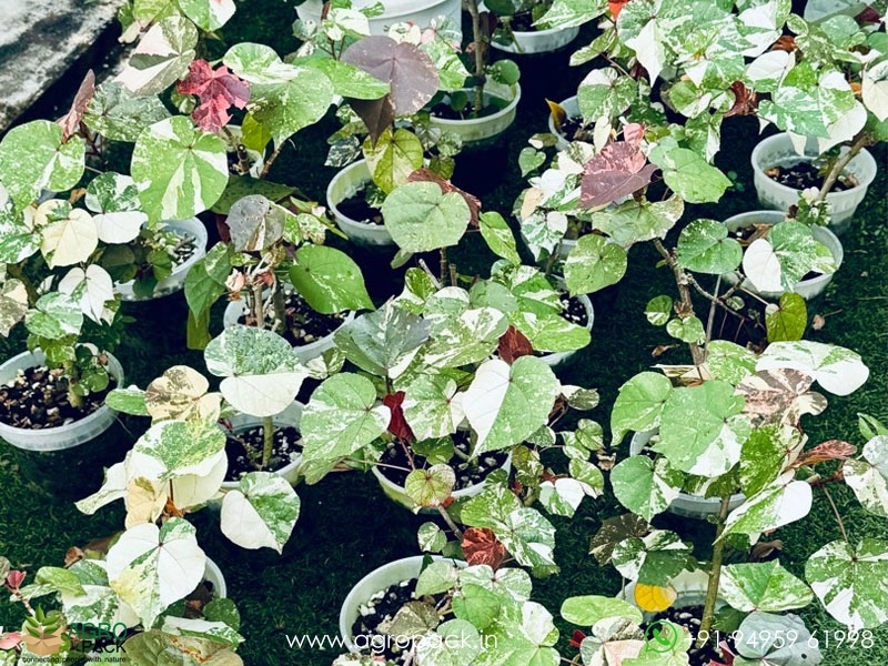 Hibiscus-Tiliaceus-Tricolor-Variegated6
