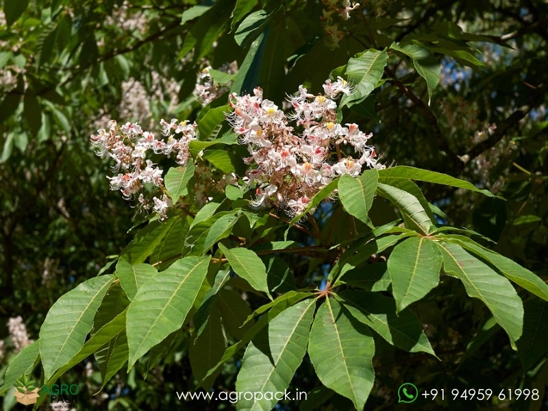 Himalayan-Horse-Chestnut2