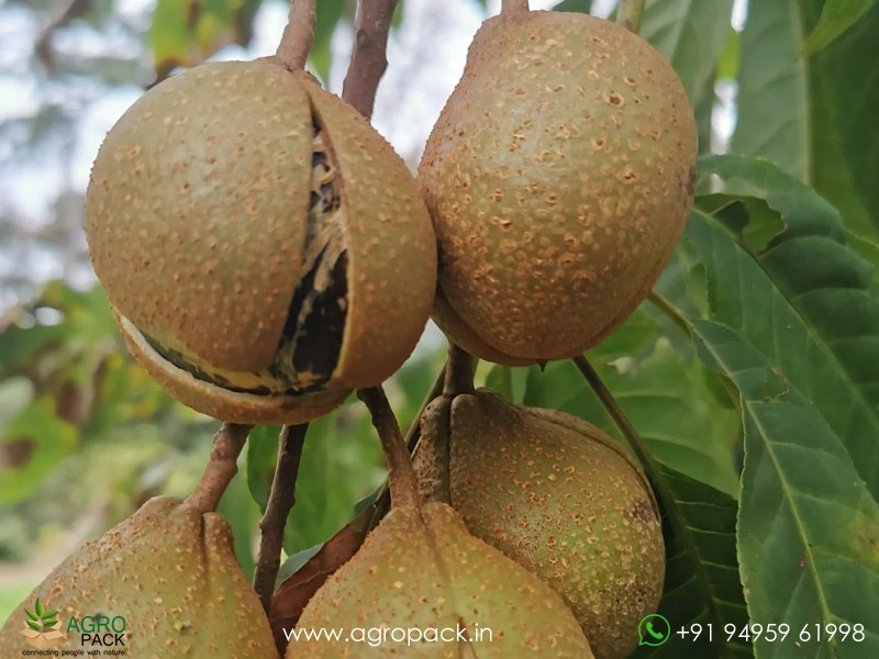 Himalayan-Horse-Chestnut3